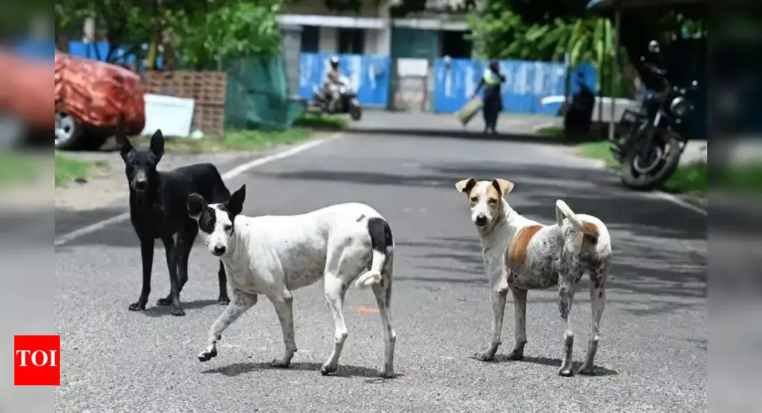 'Situation grim': SC directs Delhi govt, MCD to start picking up stray dogs