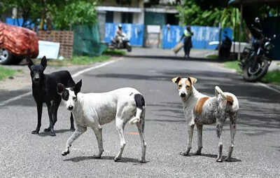  SC directs Delhi govt, MCD to start picking up stray dogs; create helpline