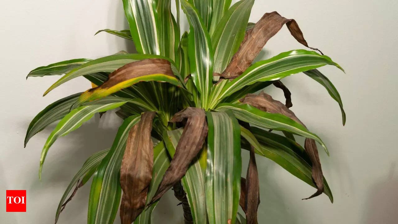 5 reasons why the tips of your houseplants are turning brown and how to fix  them | - Times of India