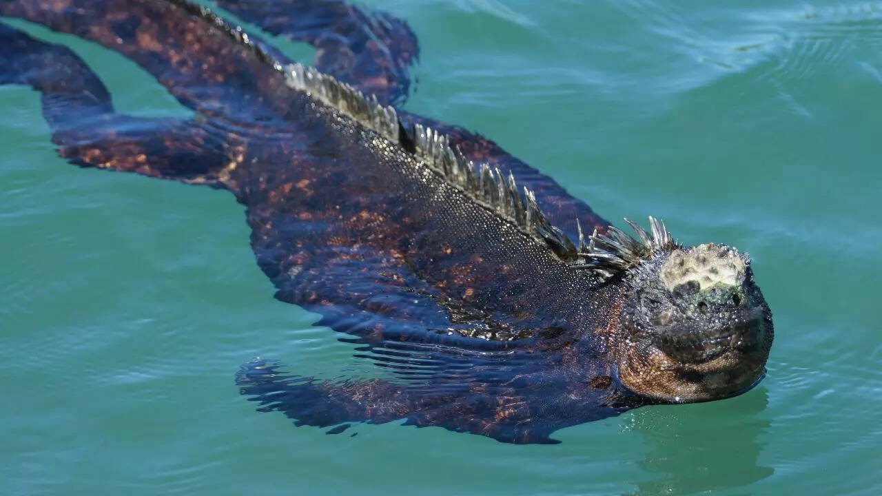 Marine Iguanas' secret to feeding deep underwater in only 30 minutes | -  The Times of India