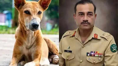  India rebuffs Pak's 'nuclear blackmail', slams Munir; SC rules on Delhi stray dog menace & more