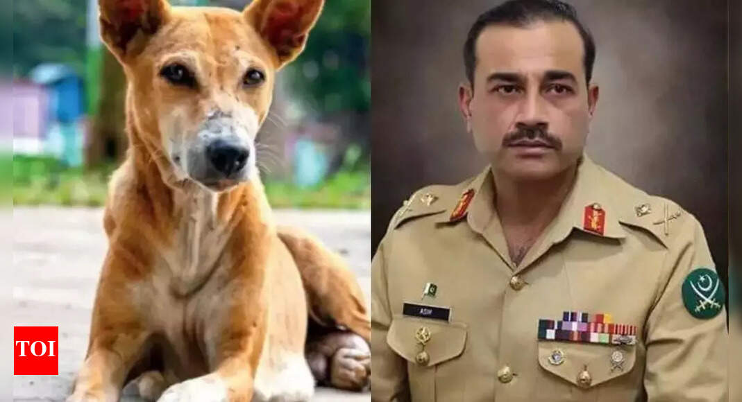 Evening news wrap: India rebuffs Pak's 'nuclear blackmail', slams Munir; SC rules on Delhi stray dog menace & more