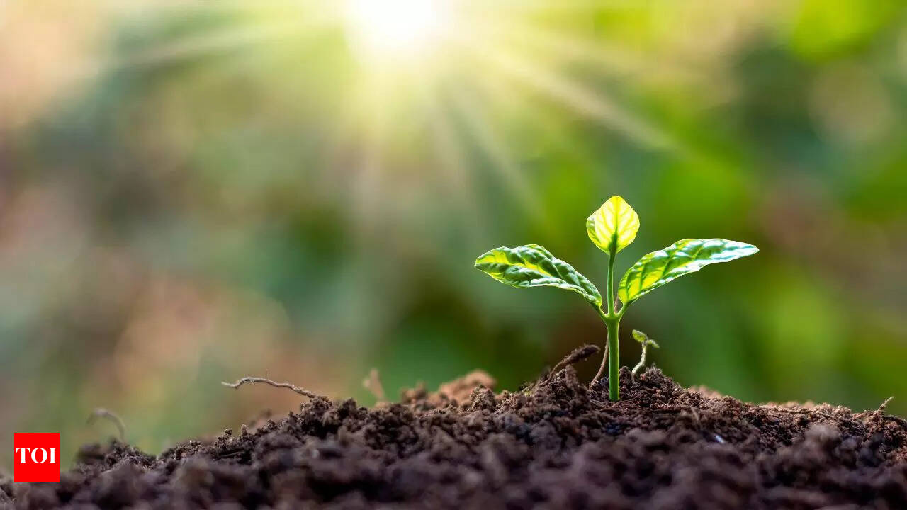 12 easy-to-grow plants that naturally enrich your garden soil fertility | -  Times of India