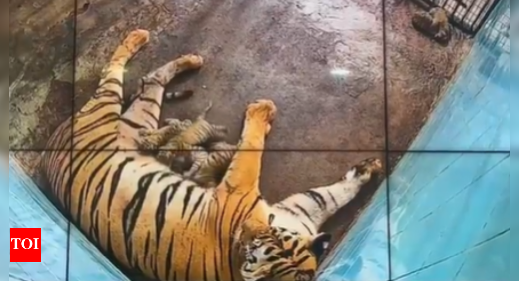 Delhi: 2 of 6 tiger cubs born last week in zoo die; 4 under close watch