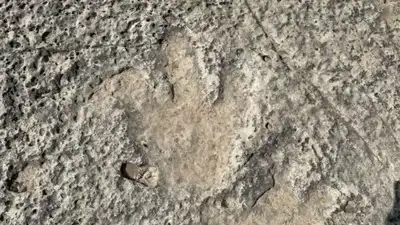 Texas floods uncover 115-million-year-old dinosaur footprints