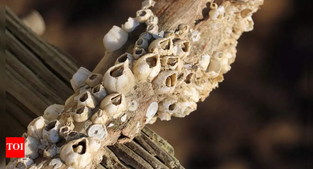 Why do barnacles never let go of sea creatures? Secret behind the grip ...