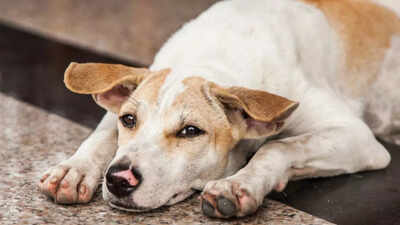 They say dogs are a man’s best friend & that is perhaps the guiding force behind rescue ops of canines & other animals in Odisha. TOI sheds light on such efforts