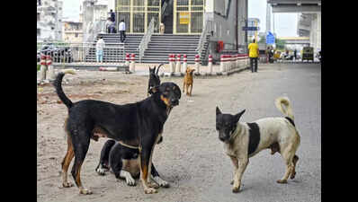 Citizens’ group writes to PMC to initiate measures to address stray dogs concerns