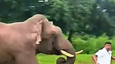 50-year-old man alights from car to take elephant's pic, trampled; thrill-seekers continue to flout forest laws, say officials