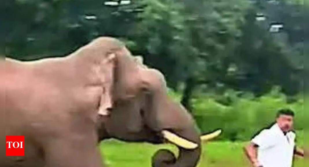 Bandipur: 50-year-old man alights from car to take elephant's pic, trampled