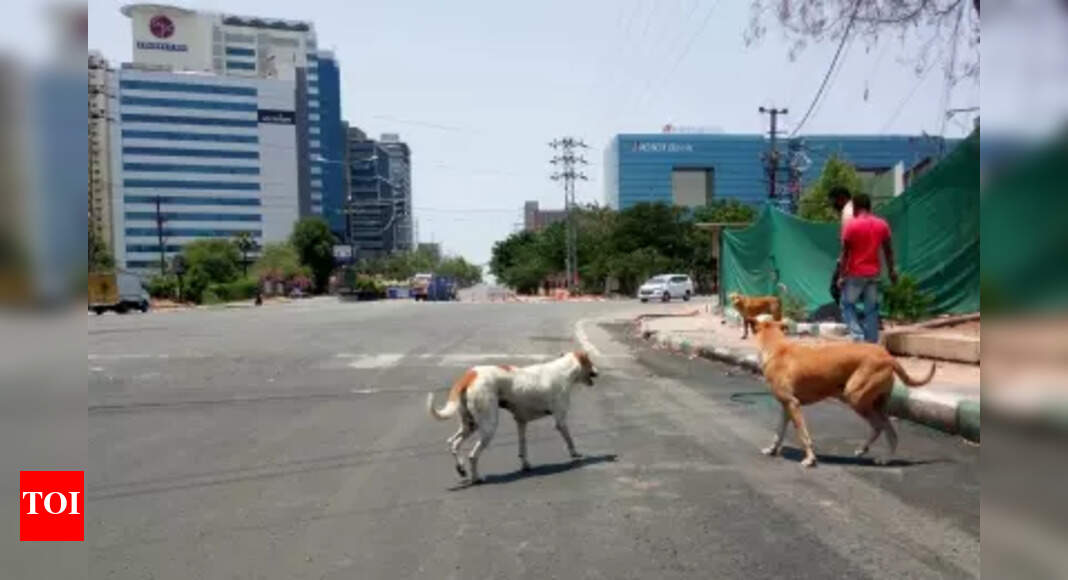 'Delhi hounded by stray dogs, kids pay the price': Key observations by Supreme Court in landmark decision