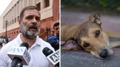  Rahul on SC's stray dog order; terms blanket removals 'cruel'