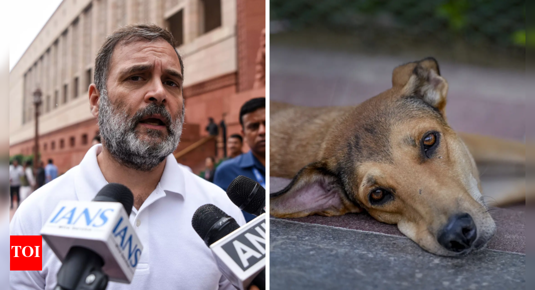 'Public safety, animal welfare go hand in hand': Rahul on SC's stray dog order
