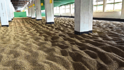  The story of an accidental coastal coffee legacy