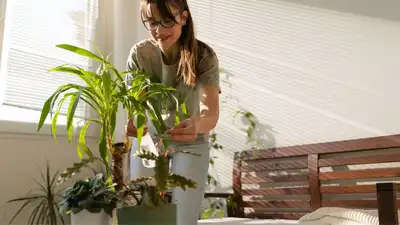 8 superfood plants perfect for indoor growth to improve digestion and boost energy