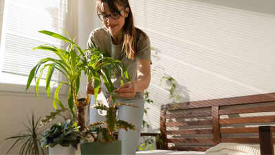 8 superfood plants perfect for indoor growth to improve digestion and boost energy