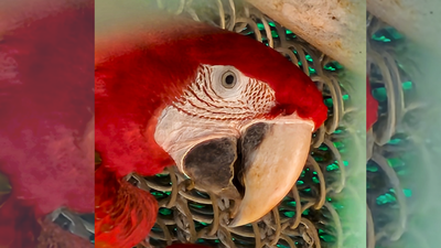  Study in Nature Ecology and Evolution