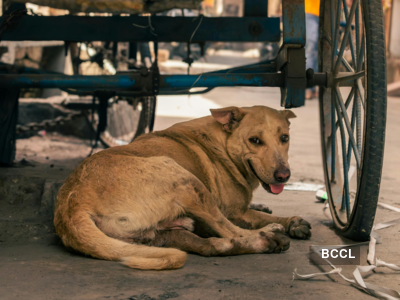 'No leftover food in open': SC issues warning to curb stray dogs in its premises; 'essential for safety of all'