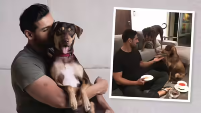  John Abraham writes to CJI, urges review of Supreme Court order on stray dogs; calls relocation inhumane, impractical