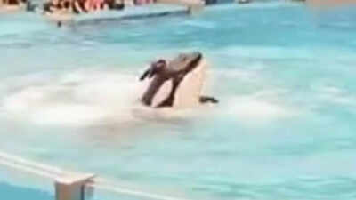 Who is Jessica Radcliffe? The ‘23-year-old trainer’ from the viral orca attack video