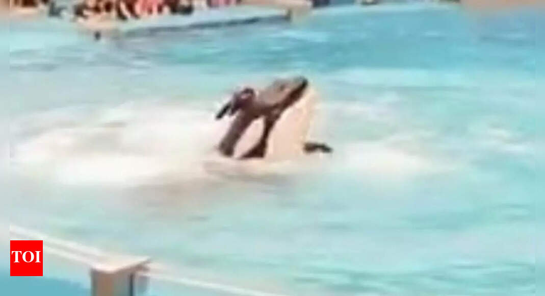 Who is Jessica Radcliffe? The ‘23-year-old trainer’ from the viral orca ...