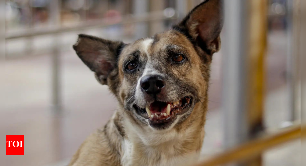 Families of dog bite victims welcome SC order; ask those opposing to adopt