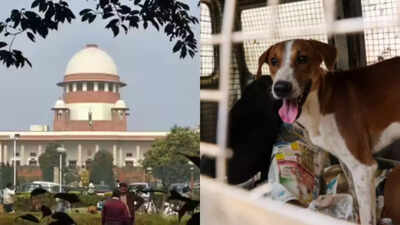 Delhi-NCR stray dogs order: Cheers from victims’ kin; activists, celebs push humane approach