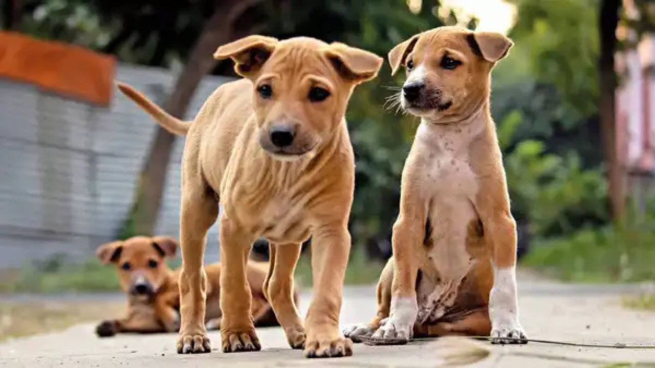 Top 10 Countries with the Largest Dog Populations Worldwide in 2025