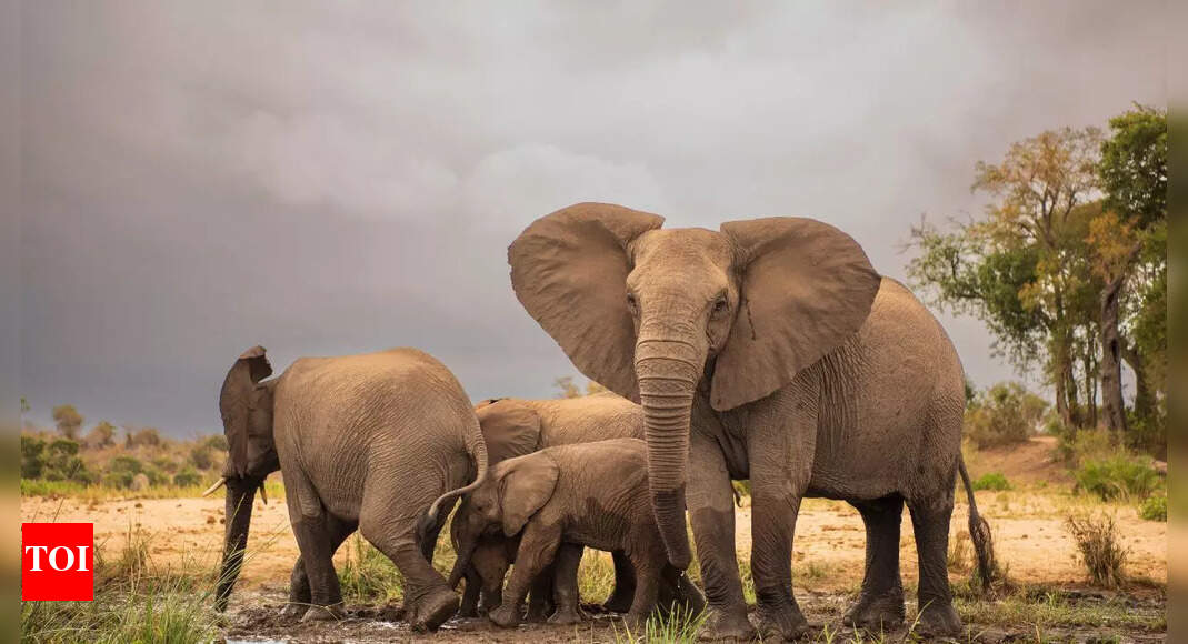World Elephant Day 2025: Date, theme, history, significance and all you need to know