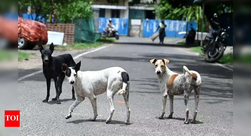 Prayagraj launches drive to control stray dog population