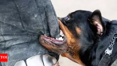 2 walkers bitten by stray dogs at Bangalore University campus; BBMP seeks report