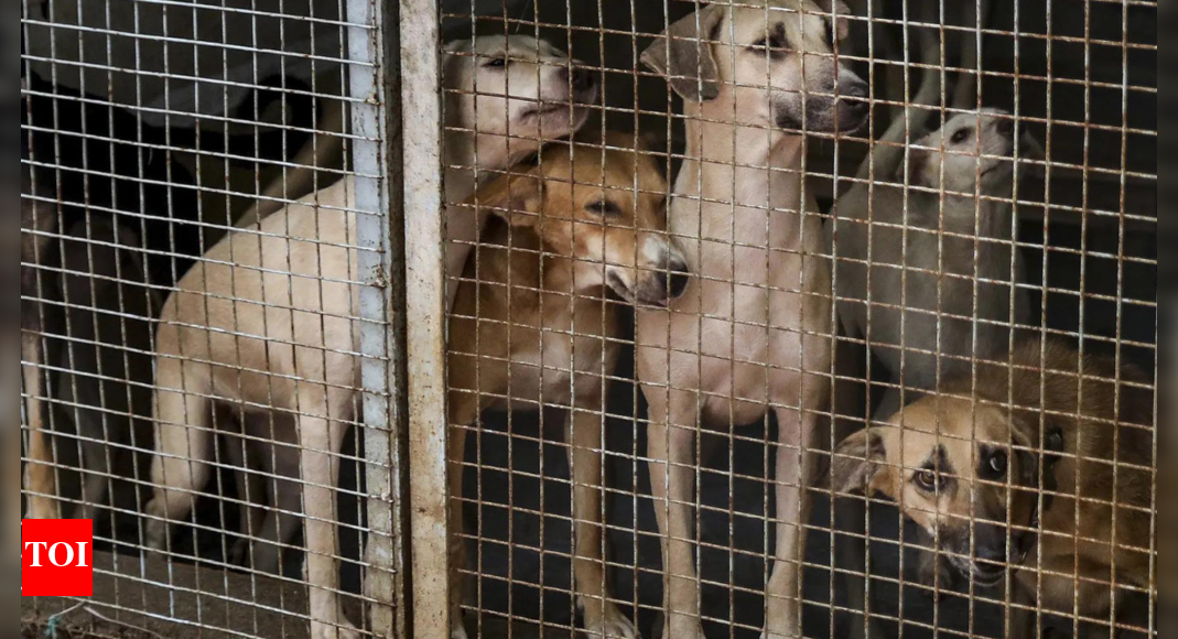 Got 2,500 dogs killed during my tenure, brags Karnataka MLC
