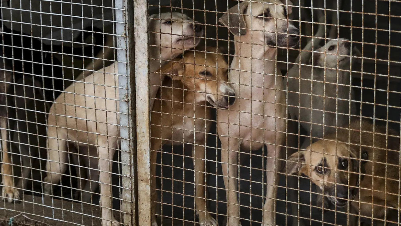Got 2,500 dogs killed during my tenure, brags Karnataka MLC | India News -  Times of India