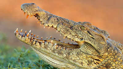 Vadodara is now home to 442 crocodiles: From roads to residential societies, crocodiles now a common sight in city, Vishwamitri river stretch records unprecedented growth