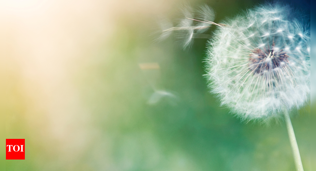 Dandelion root cuts colon tumor growth by more than 90% – The Times of India