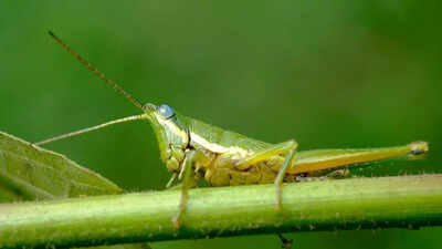 Effective home remedies to get rid of ‘tiddas’ or grasshoppers from