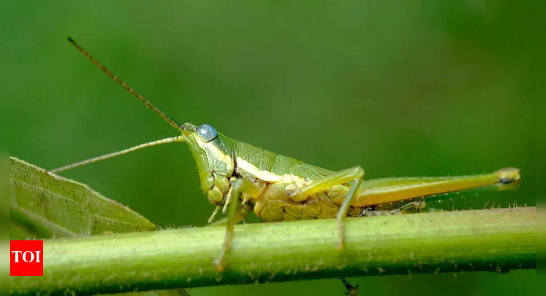 Effective home remedies to get rid of ‘tiddas’ or grasshoppers from your home and garden