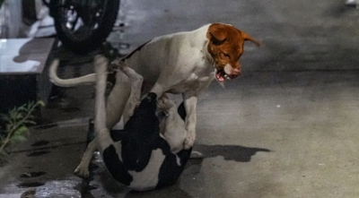  How world manages its stray dog populations - from sterilisation drives to strict pet laws