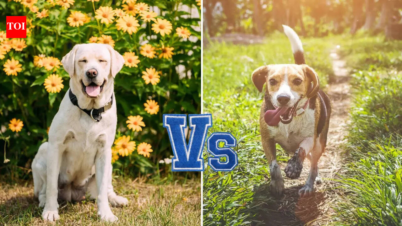 Labrador Retriever vs Beagle: Which is a better pet dog for families ...