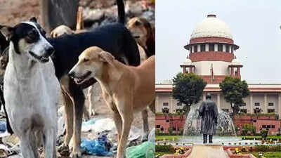 Delhi stray dogs issue: Do not ascribe to 'virtue signalling' over animal care, says SC; read full order