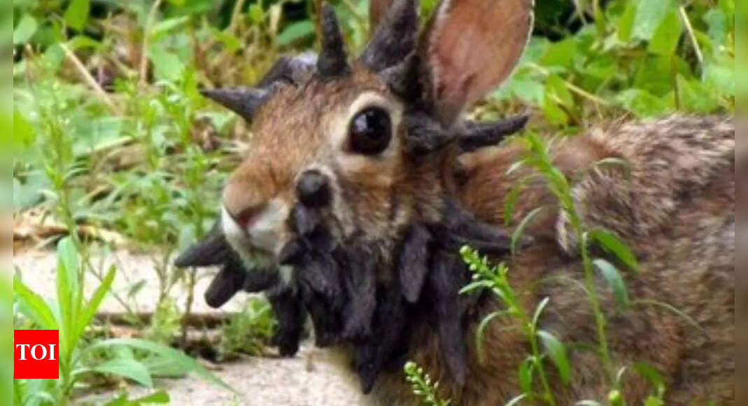 The Shocking Truth Behind the 'Frankenstein' Bunnies Spreading in the U.S. – What You Need to Know!