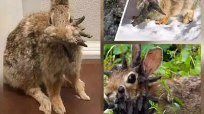 This virus is turning rabbits into ‘zombie bunnies’ with horn-like growths — can it spread to dogs or cats?