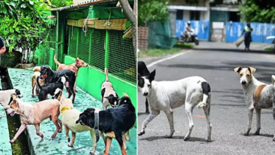 ‘Step Back on Humane Policy’ Rahul Gandhi Criticises SC Ruling on Stray Dog Relocation
