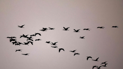 Climate heat extremes driving tropical bird decline: study