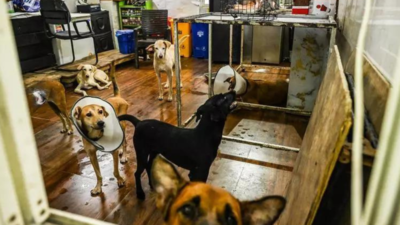 Stray dog management at ABCs: 30 volunteers offer aid; Municipal Corporation of Delhi (MCD) caught 150 from 12 zones, more shelters & microchipping planned