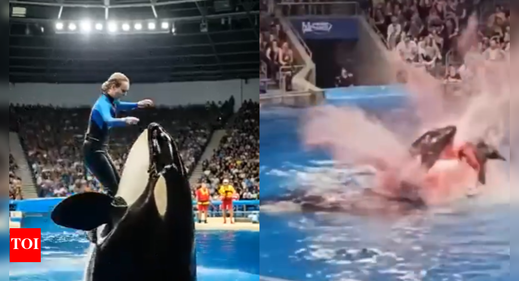 Orca attack video hoax: Spotting misinformation in the age of AI
