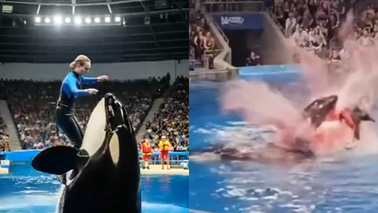 Why people fell for the Jessica orca hoax and how to spot the fakes | -  Times of India