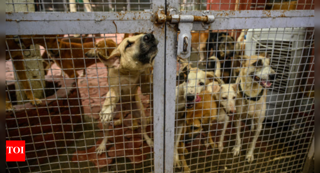 Stray dogs case: Supreme Court says whole problem is because of 'inaction' of authorities; 10 takeaways from hearing