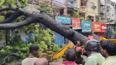  Tree falls in Kalkaji; father-daughter duo critically injured; 1 rescued from car