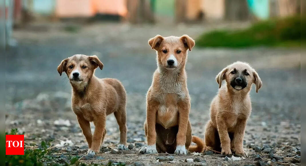 10 diseases dogs can spread to humans besides rabies and how to stay safe